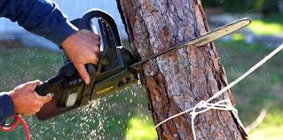 How Our Tree Care Process Works  in  Vacaville, CA