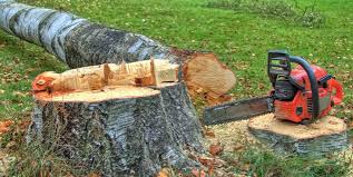 Best Tree Risk Assessment  in Vaville, CA