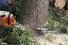 Leaf Removal in Vacaville, CA