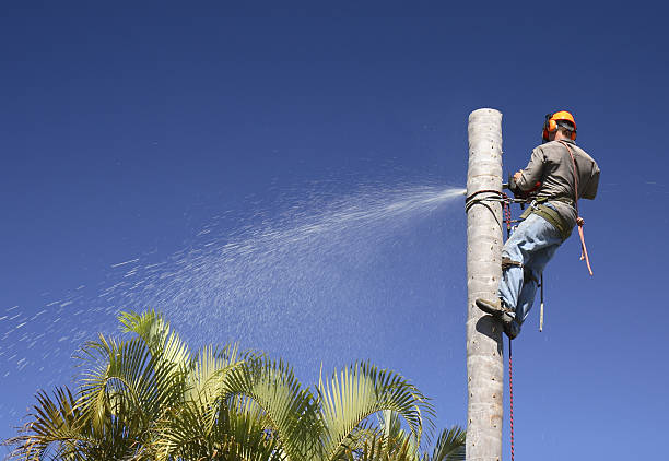 Reliable Vacaville, CA Tree Care Solutions