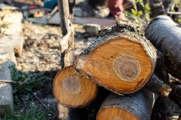 Best Tree Trimming and Pruning  in Vaville, CA