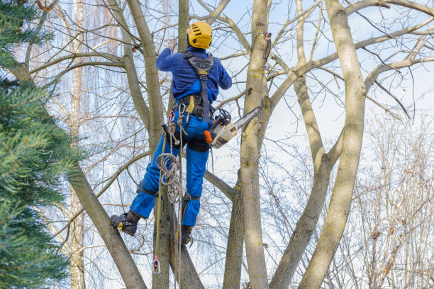  Vaville, CA Tree Care Pros