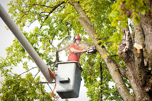 Best Arborist Consultation Services  in Vaville, CA