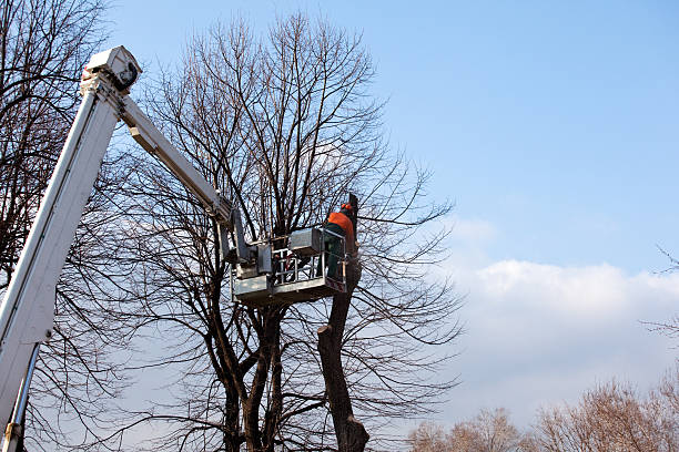 Mulching Services in Vacaville, CA